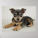Buscar ojos animales posters Cachorro