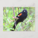Buscar pájaros negros postales Para todos