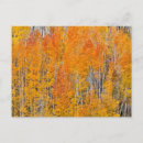 Buscar árbol de álamo postales Bosque