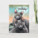 Buscar gato amante tarjetas Amigos