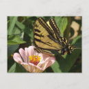 Buscar mariposa monarca postales Flor