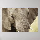 Buscar del elefante posters Elefantes africanos