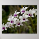 Buscar sánscrito posters Asiático