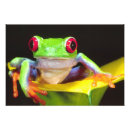 Buscar rana verde posters Fauna