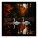Buscar cisne blanco posters Para todos