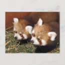 Buscar panda postales 1 ᵉʳ cubina