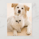Buscar perro y gato postales Lindo