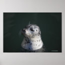 Buscar sello animal posters Animales