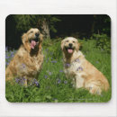 Buscar golden retriever alfombrillas de raton Flores