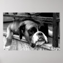 Buscar canino posters Boxeador