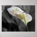 Buscar lirio de paz posters Flor blanca