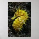 Buscar caballos en la playa posters Velero