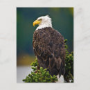 Buscar águila americana postales Vida silvestre