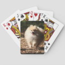Buscar loulou barajas de cartas Dwarf spitz