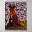 Buscar setter irlandés posters General y unisex