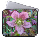 Buscar helleborus Rosa de navidades