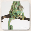 Buscar parte del cuerpo posavasos Animales