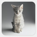Buscar tabby azul pegatinas Gatito