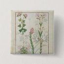 Buscar medicinal chapas Herbario