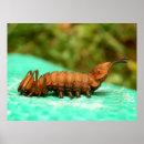 Buscar caterpillar arte Insecto