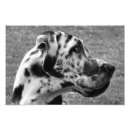 Buscar great dane posters Blanco y negro