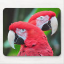 Buscar loros alfombrillas de raton Fauna