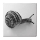 Buscar caracol azulejos Naturaleza