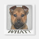 Buscar del perro de perrito imanes Lindo