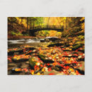 Buscar sin dedos fotografía Follaje japonés de otoño