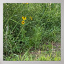 Buscar susans posters Fotografía