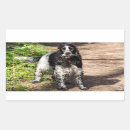 Buscar cocker spaniel negro Coqueto