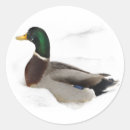 Buscar pato pegatinas Mallard
