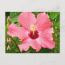 Buscar hibiscus postales Vacaciones