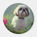 Buscar tzu de shih imanes Cachorro