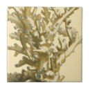 Buscar coral azulejos Arrecife de coral