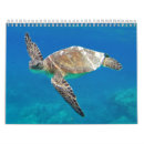 Buscar de la tortuga calendarios Tortugas