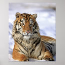 Buscar tigre siberiano posters Naturaleza