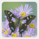 Buscar mariposas exóticas pegatinas Trópico