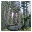 Buscar rastro azulejos Naturaleza