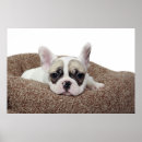 Buscar french bulldog arte Domestic animals