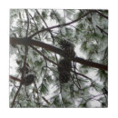 Buscar pino azulejos Invierno