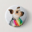 Buscar yorkshire chapas Amor