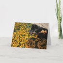 Buscar susan tarjetas Amarillo