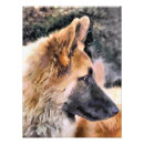 Buscar alemanas fotografía Perros