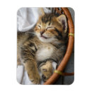Buscar gato dormido imanes Animal