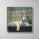 Buscar estante arte Animal