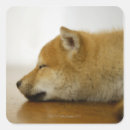 Buscar ken postales Animal