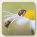 Buscar mariquita posavasos Animal