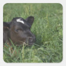 Buscar bueyes pegatinas Vaca
