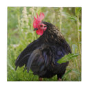 Buscar patio trasero azulejos Animal